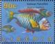 Colnect-4242-474-Guinean-Parrotfish-Scarus-hoefleri.jpg