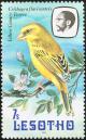 Colnect-745-210-Yellow-Canary-Serinus-flaviventris.jpg