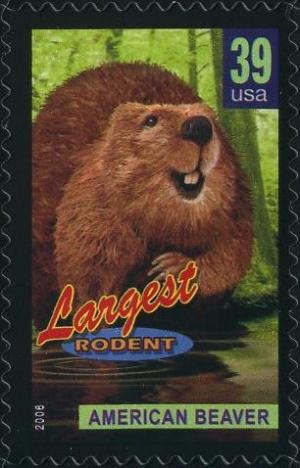 Colnect-202-584-American-Beaver-Castor-canadensis-largest-Rodent.jpg