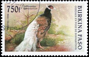 Colnect-3515-685-Brown-eared-Pheasant-Crossoptilon-mantchuricum.jpg
