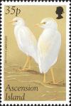 Colnect-4414-481-Western-Cattle-Egret-Bubulcus-ibis.jpg