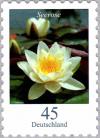 Colnect-5202-320-White-Water-lily-Nymphaea-alba.jpg