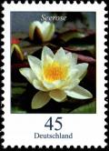 Colnect-5206-294-White-Water-lily-Nymphaea-alba.jpg