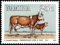 Colnect-5214-383-Simmentaler-Cattle-Bos-primigenius-taurus.jpg