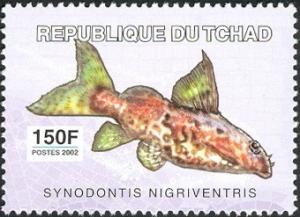 Colnect-2395-306-Upside-down-Catfish-Synodontis-nigriventis.jpg