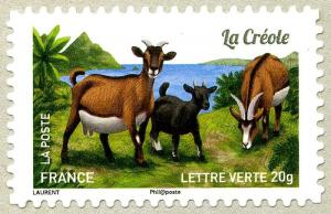 Colnect-2556-623-Creole-Goat-Capra-aegagrus-hircus.jpg