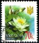 Colnect-3499-017-White-water-lily-Nymphaea-alba.jpg