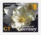 Colnect-3972-582-Clematis-Guernsey-Cream.jpg