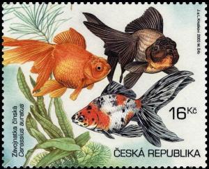 Colnect-3737-194-Goldfish-Carassius-auratus-auratus---different-Breeds.jpg