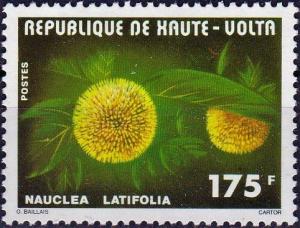 Colnect-4107-834-Nauclea-latifolia.jpg