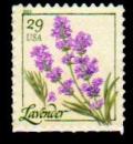 Colnect-1699-713-Lavender-from-pane.jpg