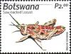 Colnect-5662-598-Saw-Backed-Locust.jpg
