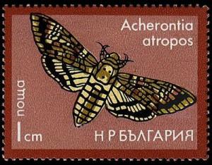 Colnect-1213-595-Death-head-Hawk-Moth-Acherontia-atropos.jpg