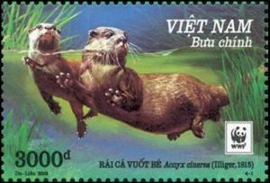Colnect-4381-825-Asian-small-clawed-otter-nbsp-Aonyx-cinerea.jpg