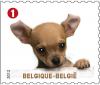 Colnect-1047-684-Chihuahua-Canis-lupus-familiaris.jpg
