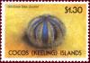 Colnect-1292-538-Globose-Sea-Urchin-Mespilia-globulus.jpg