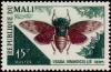 Colnect-1493-084-Cicada-Ugada-grandicollis.jpg