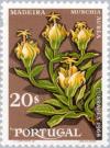 Colnect-171-738-Musschia-aurea-Campanulaceae.jpg