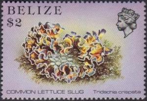 Colnect-2073-071-Lettuce-Sea-Slug-Tridachia-crispata.jpg