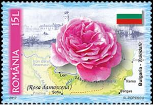 Colnect-3950-371-Bulgaria---Kazanlak-Rose-Rosa-damascena.jpg