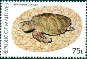 Colnect-4559-114-Olive-Ridley-Sea-Turtle-Lepidochelys-olivacea.jpg