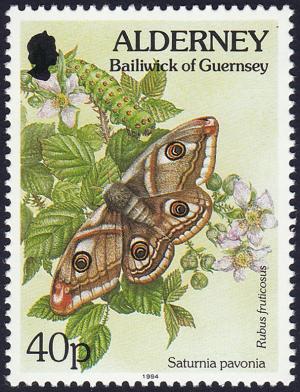 Colnect-5181-004-Emperor-Moth-Saturnia-pavonia-Black-Berry-Rubus-fruticos.jpg