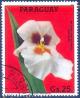 Colnect-2321-487-Miltonia-phalaenopsis---Orchid.jpg