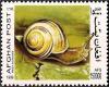 Colnect-2215-980-White-lipped-Banded-Snail-Helix-hortensis.jpg