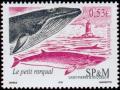 Colnect-878-821-Minke-Whale-Balaenoptera-acutorostrata.jpg