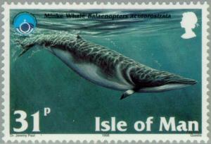 Colnect-125-178-Minke-Whale-Balaenopterus-acutorostrata.jpg