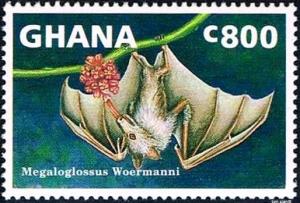 Colnect-2221-953-Woermann-s-Bat-Megaloglossus-woermanni.jpg