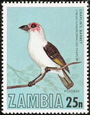 Colnect-864-818-Zambian-Barbet-Lybius-chaplini.jpg