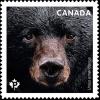 Colnect-5921-330-Black-Bear-Ursus-americanus.jpg