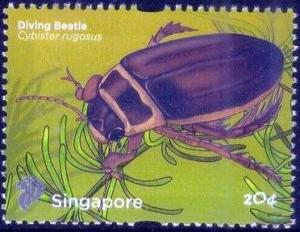 Colnect-3481-214-Diving-beetle-Cybister-rugosus.jpg