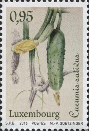 Colnect-5017-558-Cucumber---Cucumis-sativus.jpg