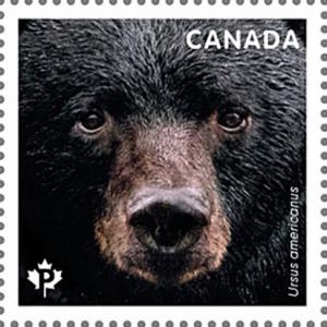 Colnect-5933-862-Black-Bear-Ursus-americanus.jpg