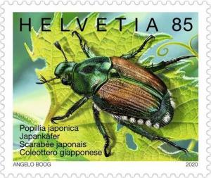 Colnect-6461-603-Japanese-Beetle-Popillia-japonica.jpg