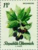 Colnect-136-618-Blackberry-Rubus-ursinus.jpg