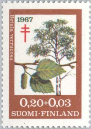 Colnect-159-488-European-White-Birch-Betula-pendula-verrucosa.jpg