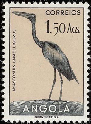 Colnect-1761-338-African-Openbill-Anastormus-lamelligerus.jpg