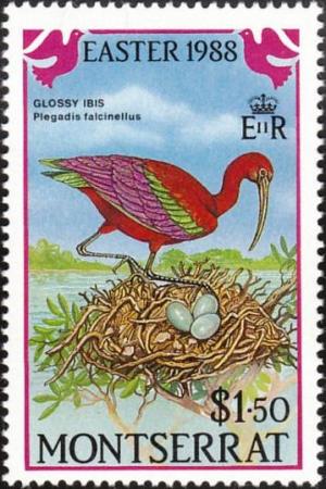 Colnect-1785-035-Glossy-Ibis-Plegadis-falcinellus.jpg