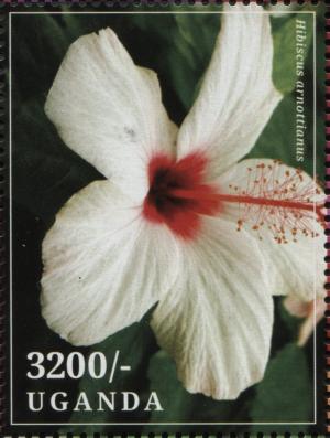 Colnect-3518-173-Hibiscus-arnottianus.jpg