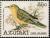 Colnect-2500-405-Tahiti-Reed-warbler-Conopoderas-caffra-caffra.jpg