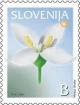 Colnect-703-184-Olive-Blossom-Olea-europea.jpg