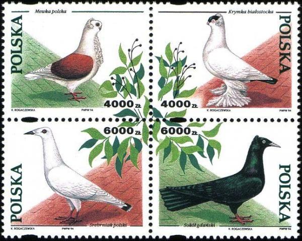 Colnect-4843-270-Breeding-Pigeons.jpg