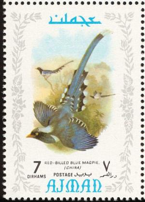Colnect-1786-004-Red-billed-Blue-Magpie-nbsp-Urocissa-erythrorhyncha-nbsp--nbsp-.jpg
