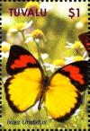 Colnect-3500-483-Pierid-Butterfly-Ixias-undatus.jpg
