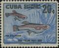 Colnect-209-054-Cuban-Gambusia-Gambusia-punctata.jpg