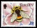 Colnect-706-326-Buff-tailed-Bumblebee-Bombus-terrestris.jpg