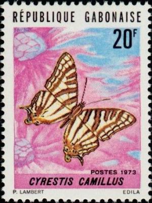 Colnect-1051-059-African-Map-Butterfly-Cyrestis-camillus.jpg